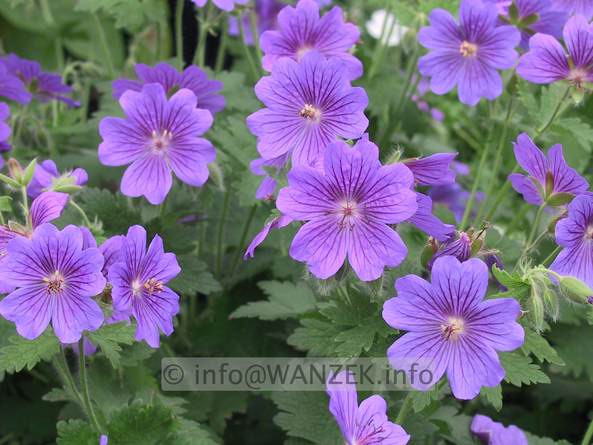 Geranium magnificum Rosemoor 01.JPG